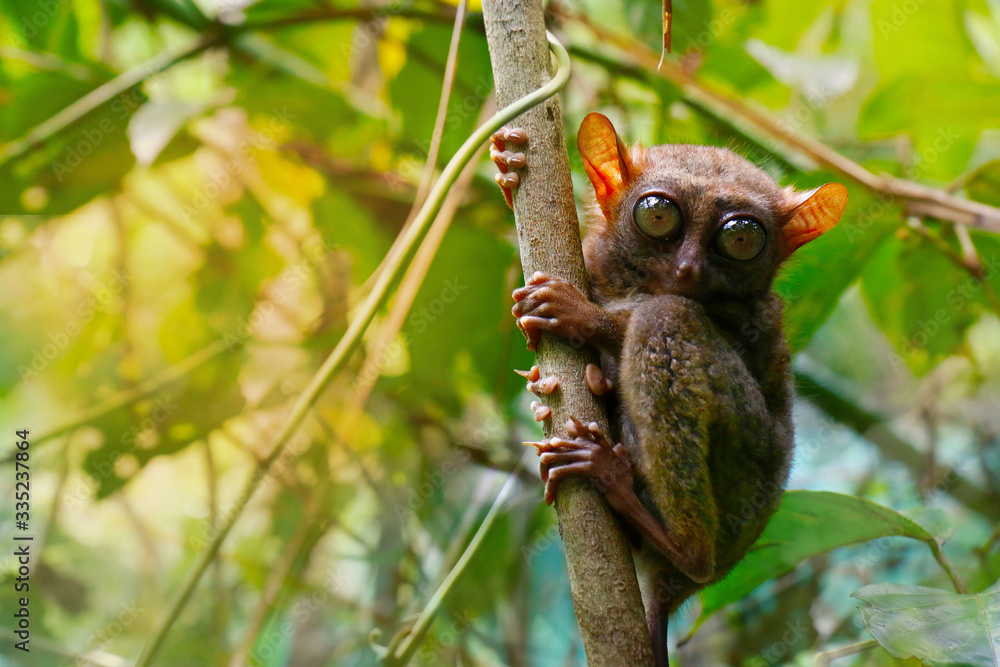 菲律宾波荷尔热带雨林中的眼镜猴