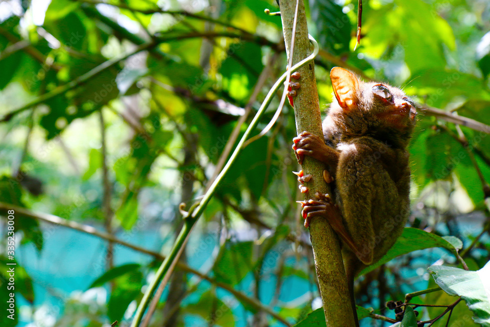 菲律宾波荷热带雨林中的眼镜猴