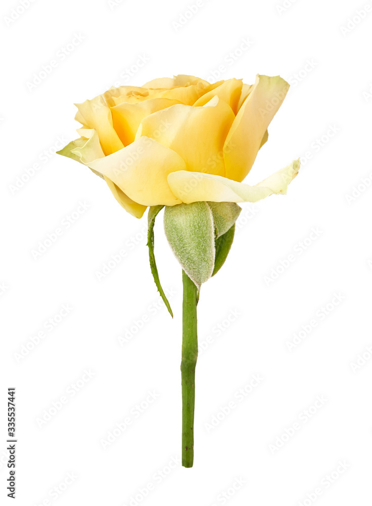 美丽的黄色玫瑰在白色背景上分离。玫瑰芽在绿色茎上。