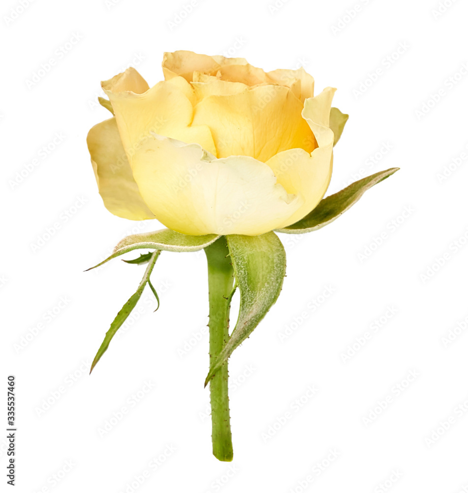 黄色玫瑰在白色背景上分离。玫瑰芽在绿色茎上。