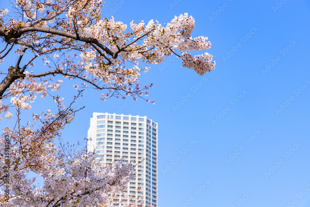 都会に咲く美しい桜の木