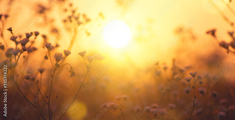 Nature backdrop. Beautiful Meadow with wild flowers over sunset sky. Beauty nature field background 