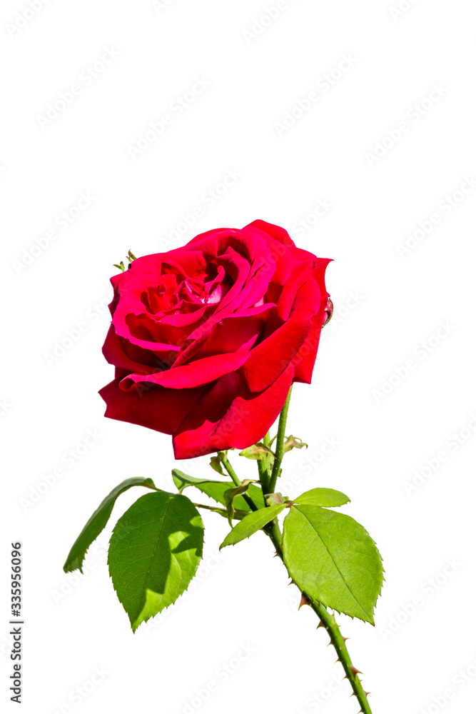 A red rose flower on white background.