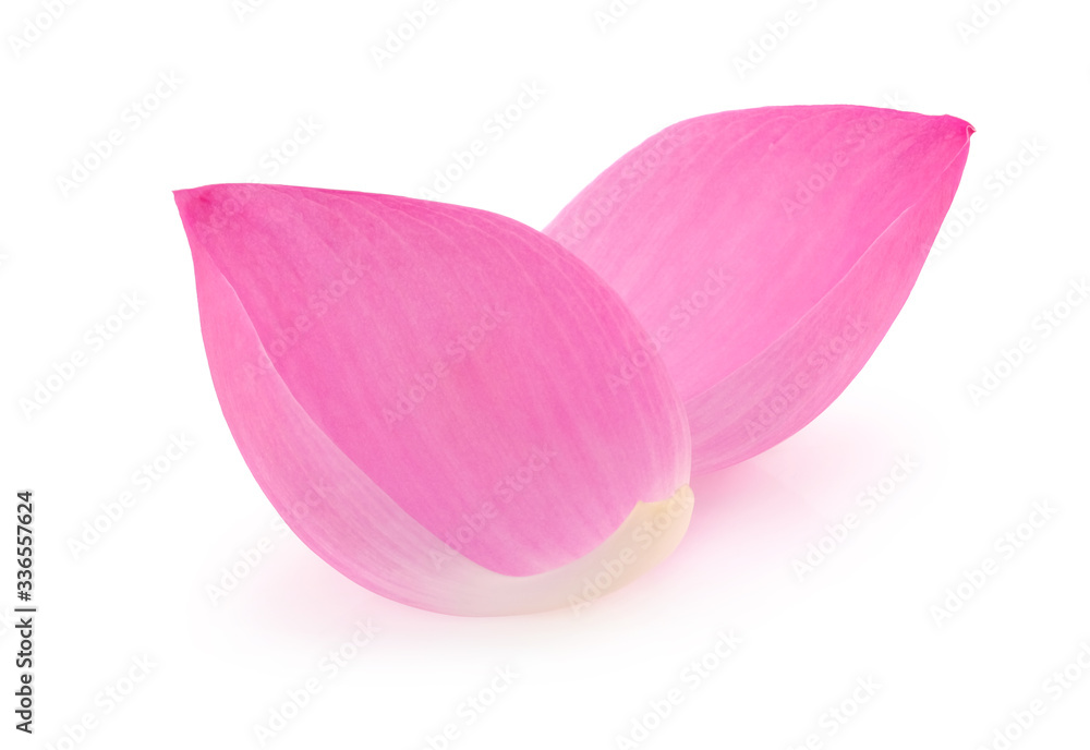  Pink lotus petals isolated on white background.
