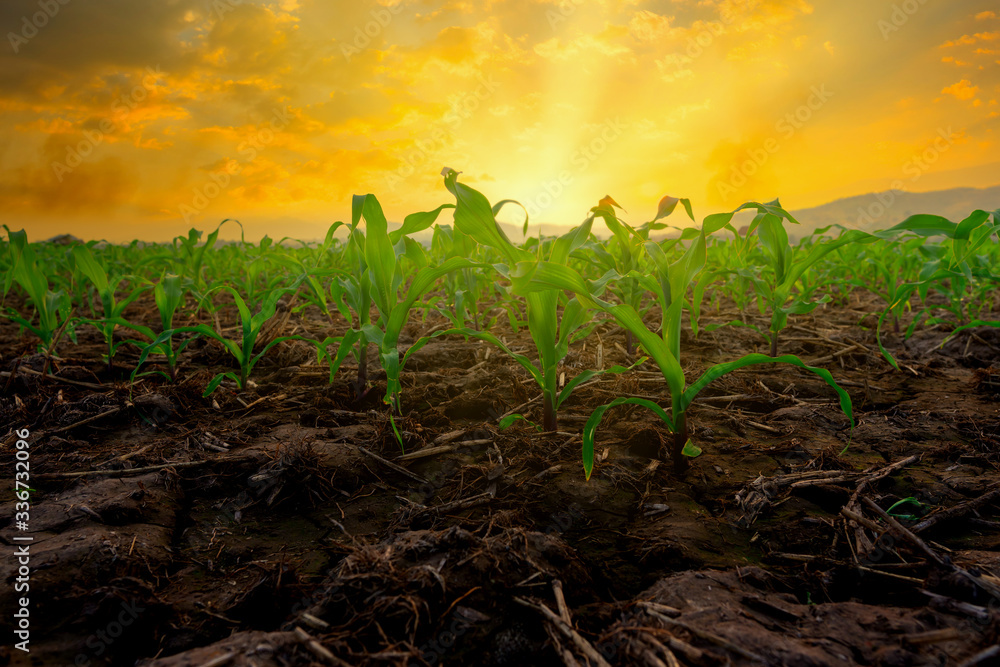Maize seedling in the agricultural garden with the sunset with sunbeam