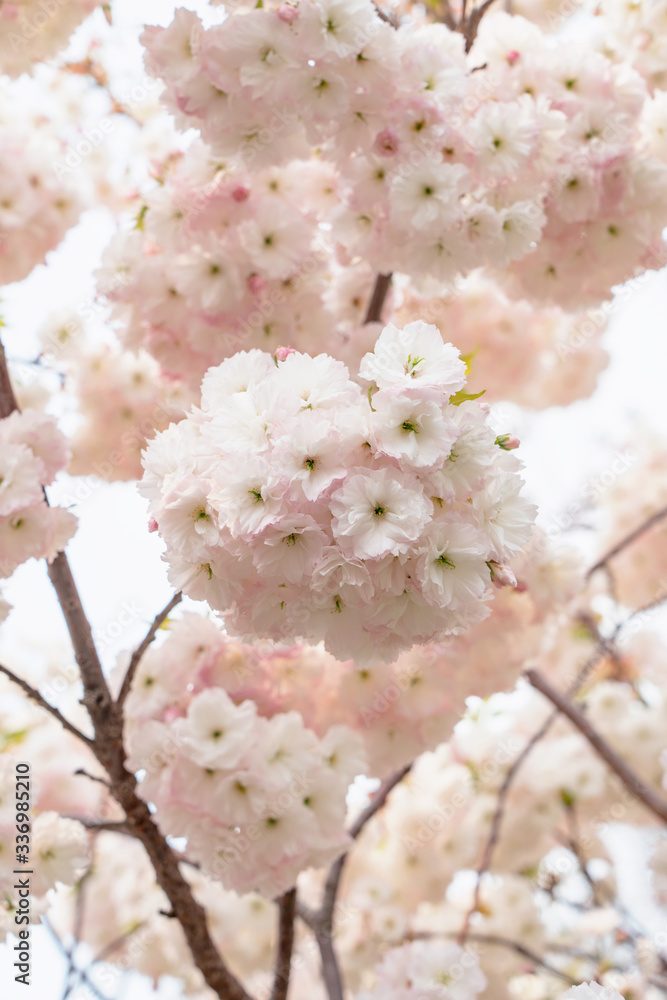 美丽的粉白色樱花在春天绽放