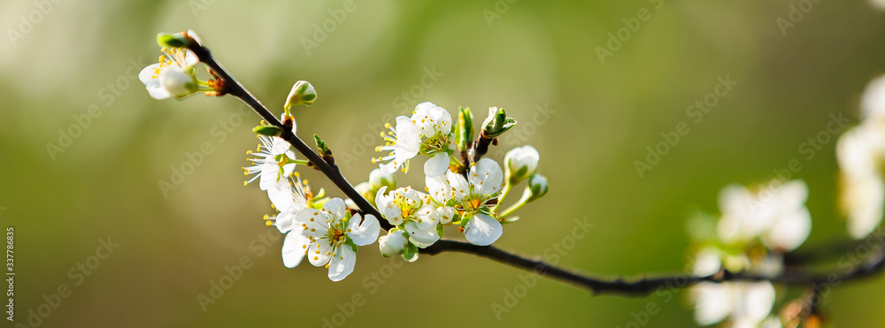 white cherry flowers on a green background