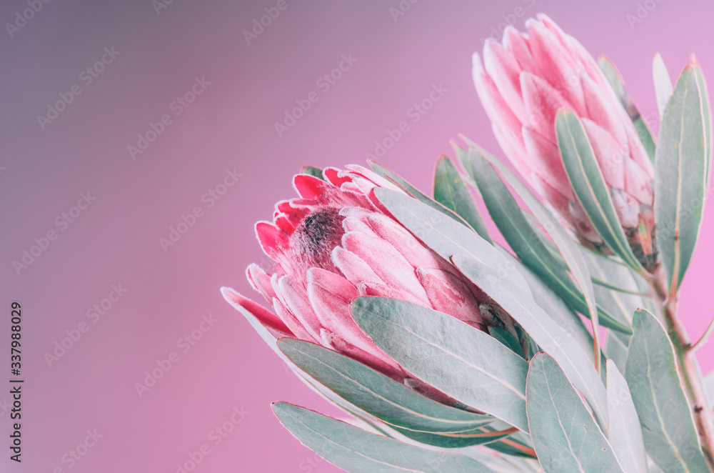 Protea花束。粉红色背景下盛开的粉红色King Protea植物。极端特写。假日