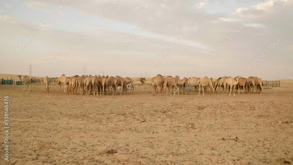 迪拜附近阿拉伯沙漠中的骆驼农场。