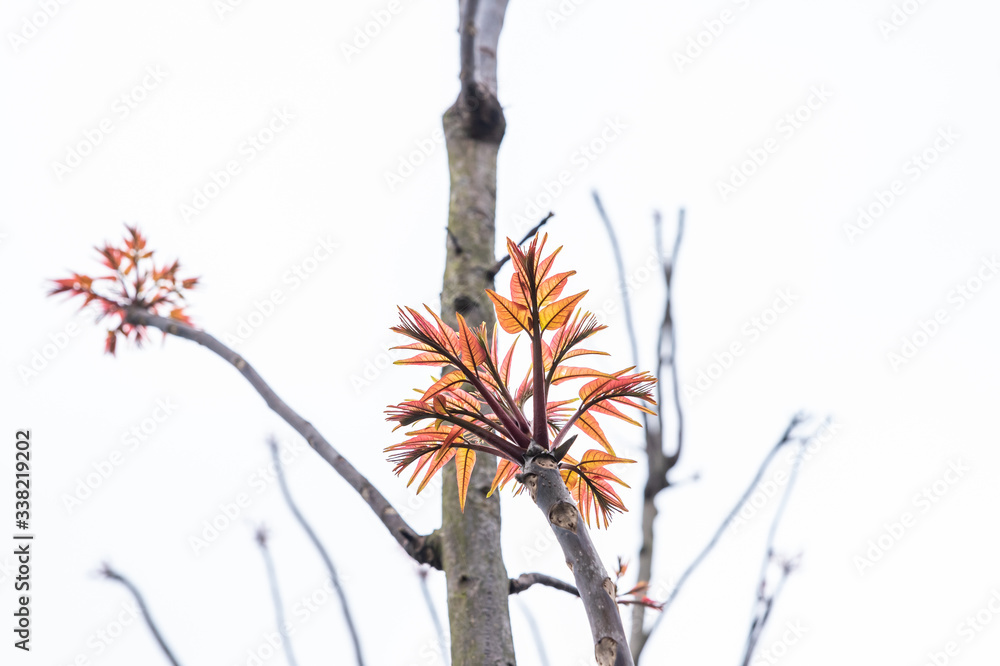 春天生长的新鲜香椿树