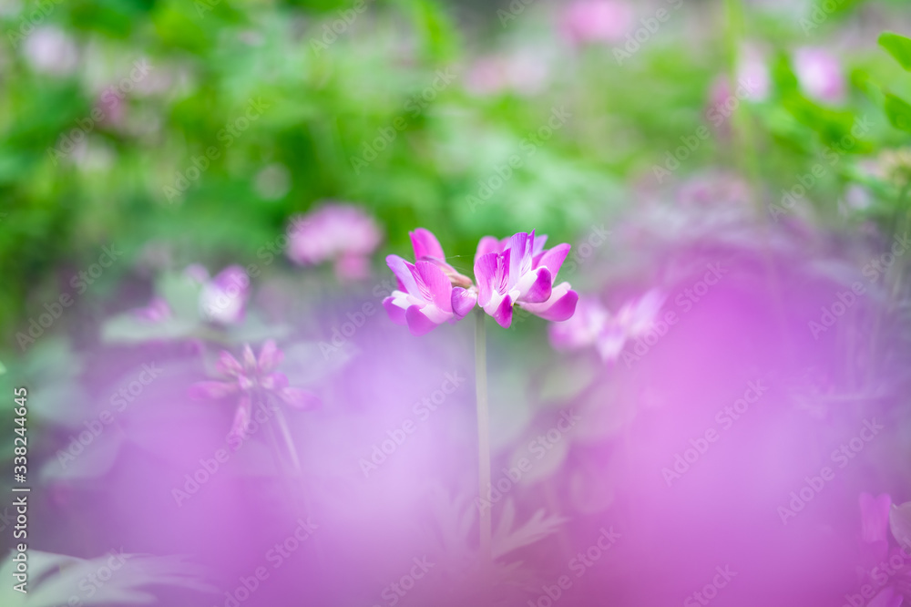 春天里美丽梦幻的紫云