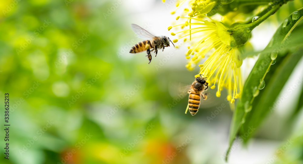 飞翔的蜜蜂在黄色的花朵上采集花粉。蜜蜂在黄色花朵上飞翔