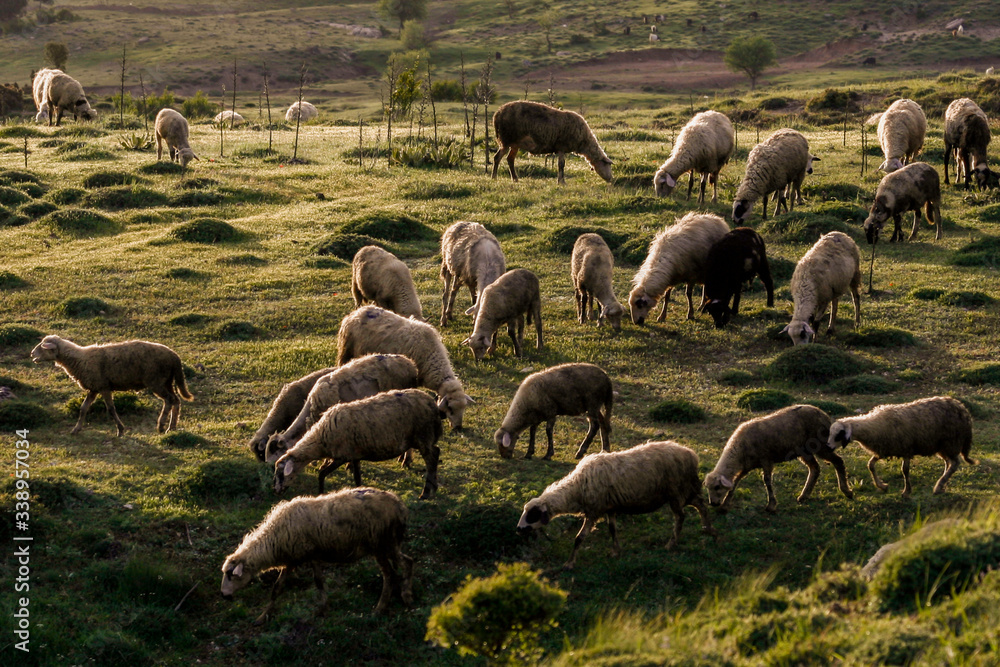 一群羊在火鸡里吃草