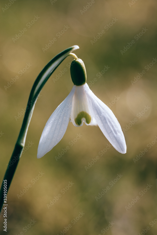 Close up of single Snowdrop (Galanthus) flower in early Spring. Sun shining on the flower with soft 