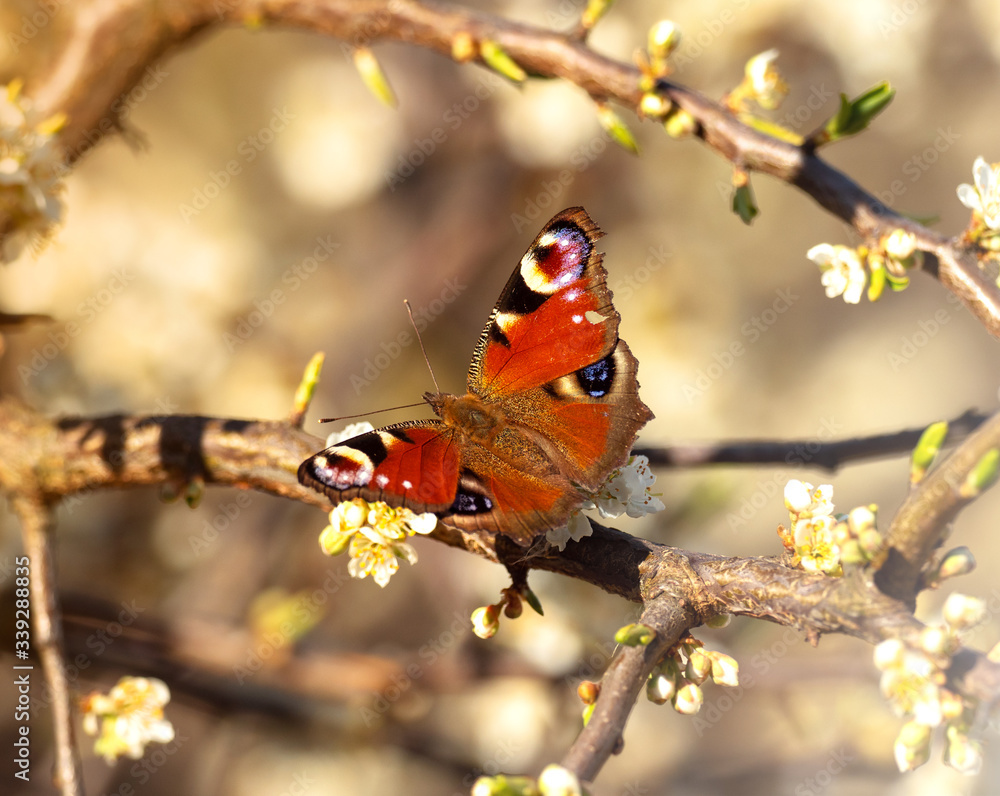 美丽的蝴蝶坐在盛开的樱桃枝上
