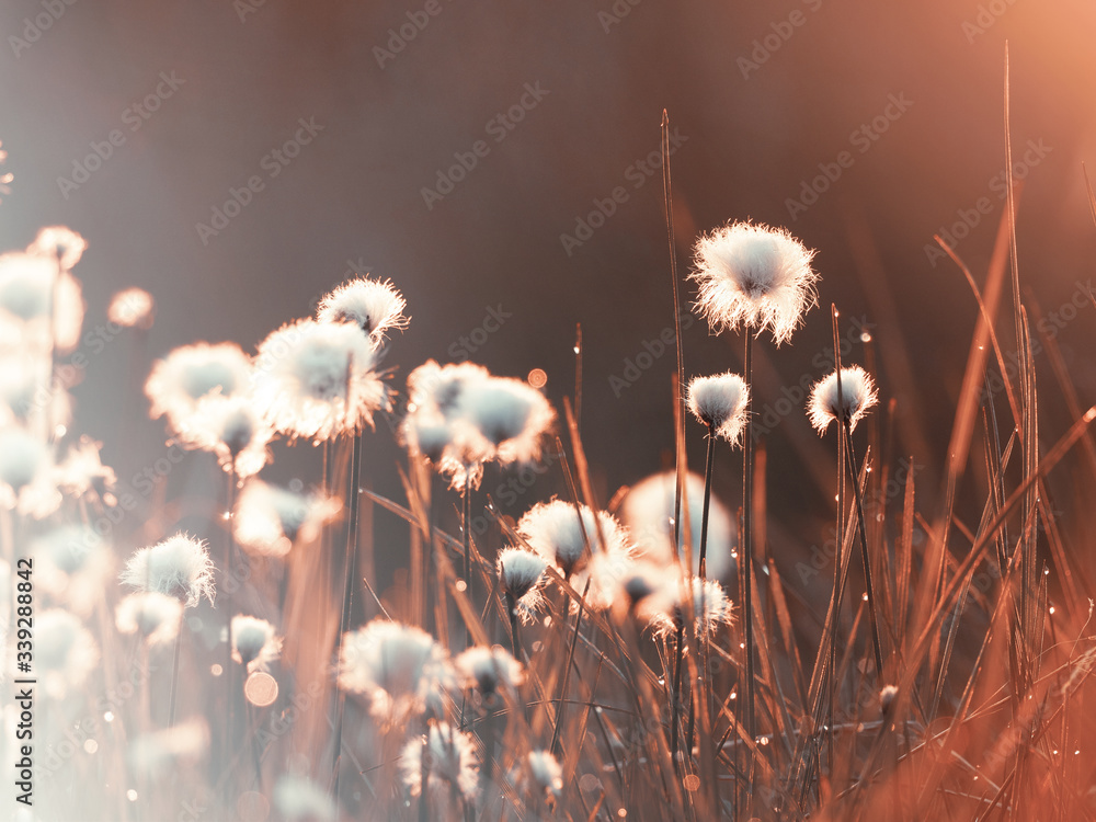 Cotton grass in the rays of light of the rising sun. Nature background