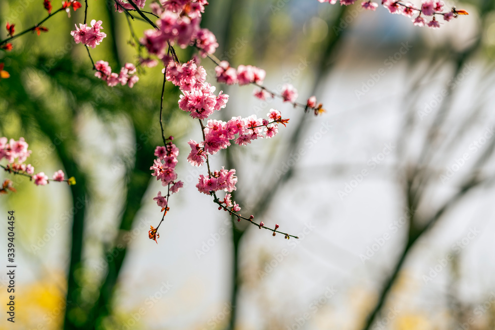  Pink plum blossoms in spring