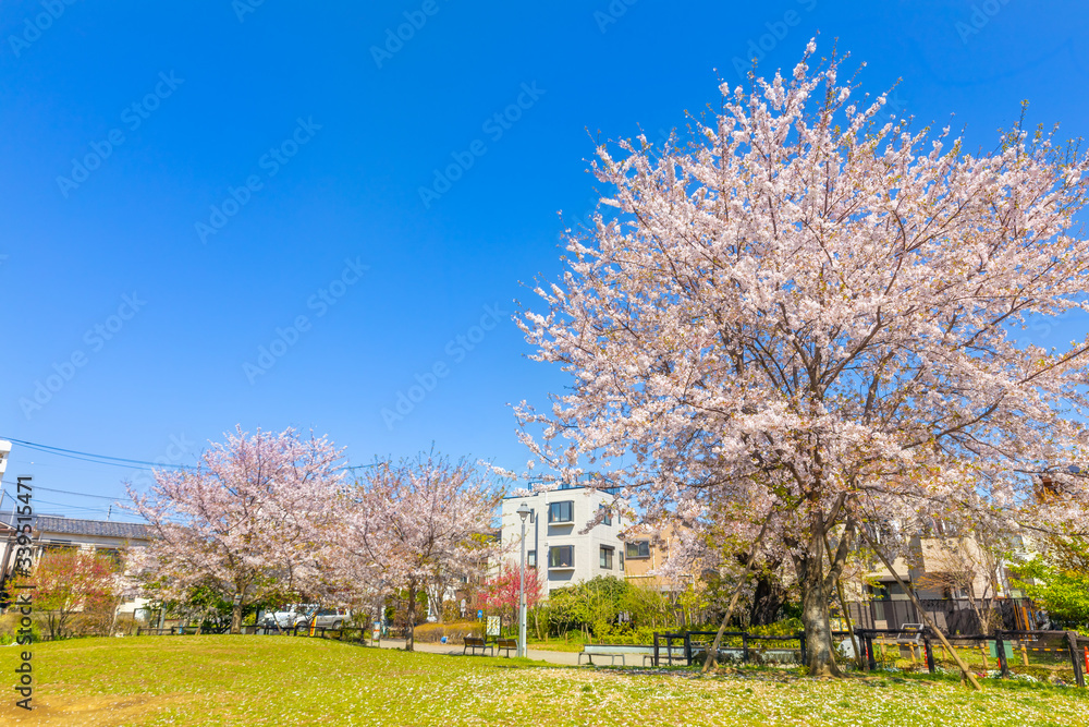 東京の住宅街に咲く桜