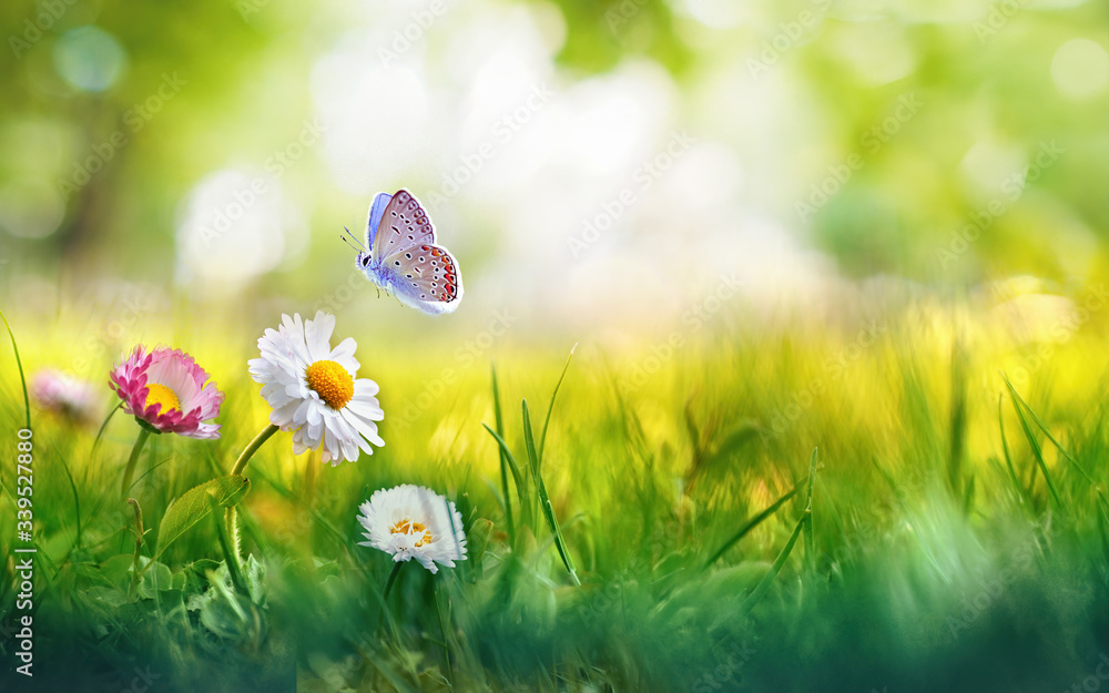 Flowers daisies in grass and butterfly in meadow in nature in rays of sunlight in summer or spring c