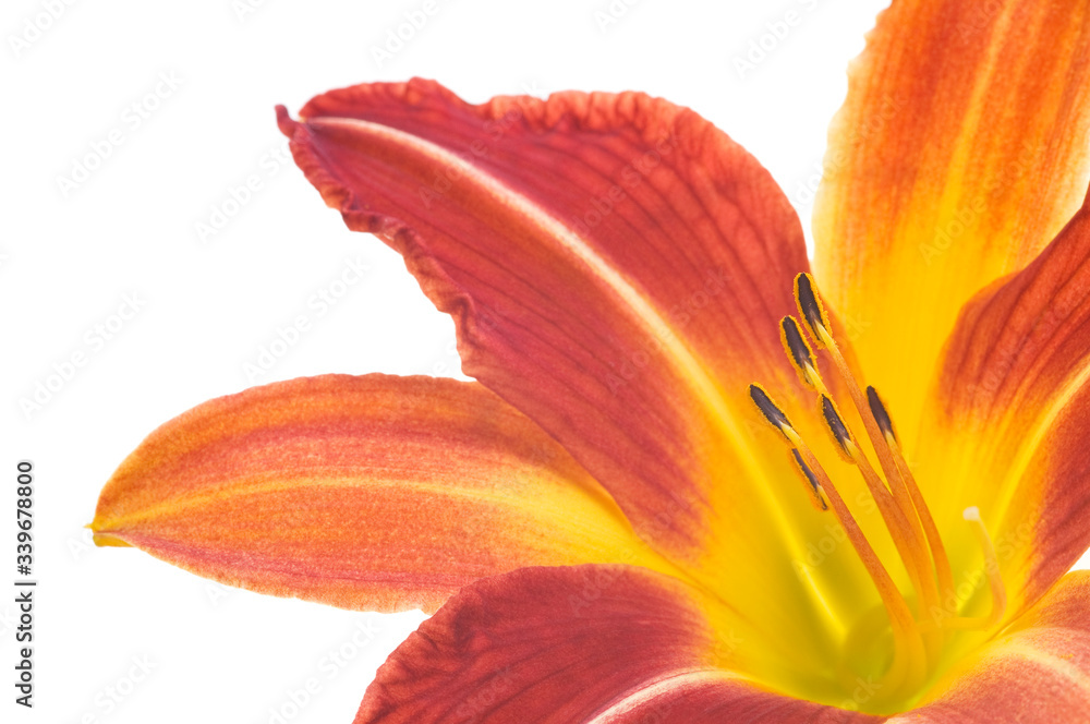 Beautiful Flame-red luxury lily flower head isolated on white background. Studio shot