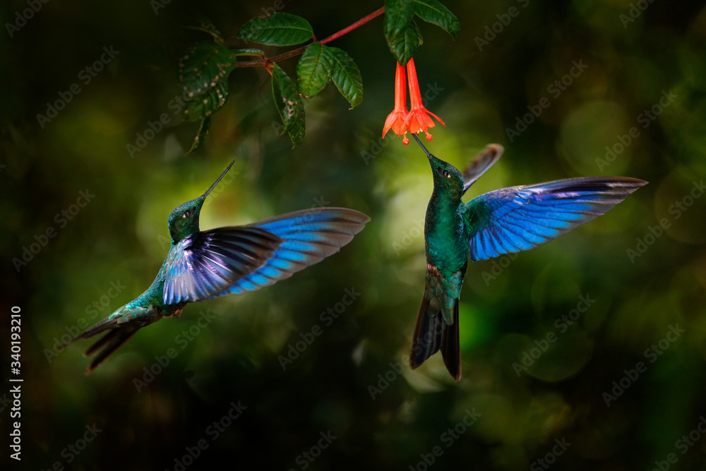 大蓝宝石翼，蓝翼翼龙，红花大蓝蜂鸟，Yanacocha，Pichin