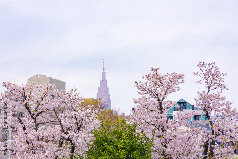 東京のビルと満開の桜