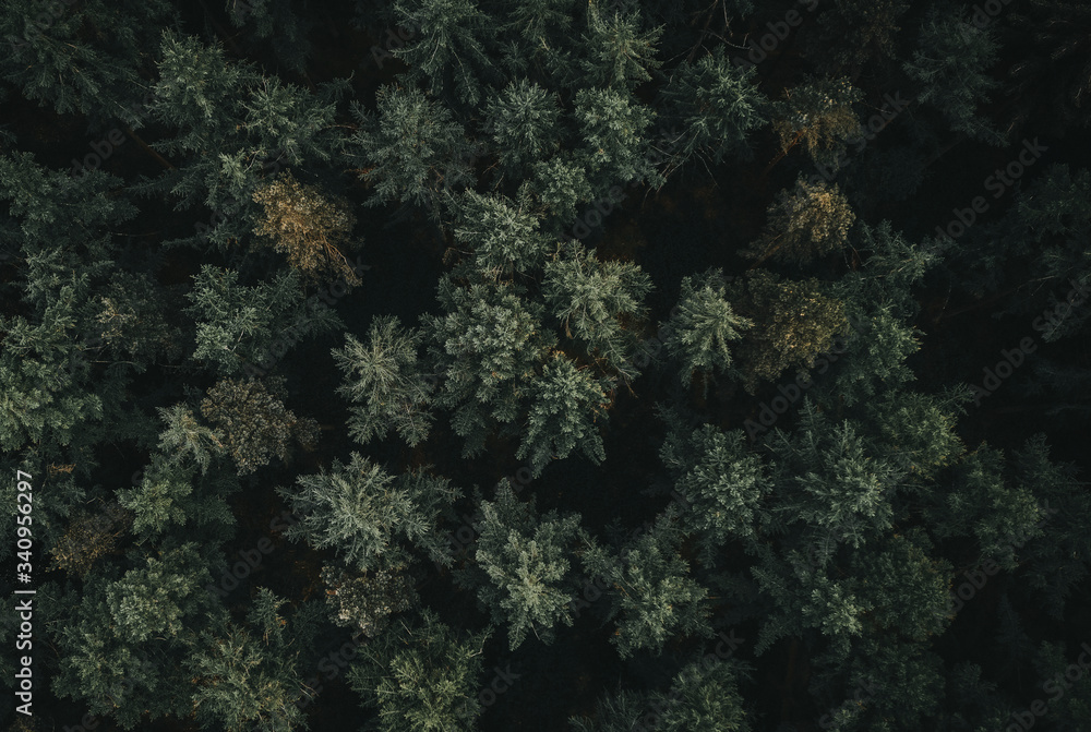 森林无人机视图