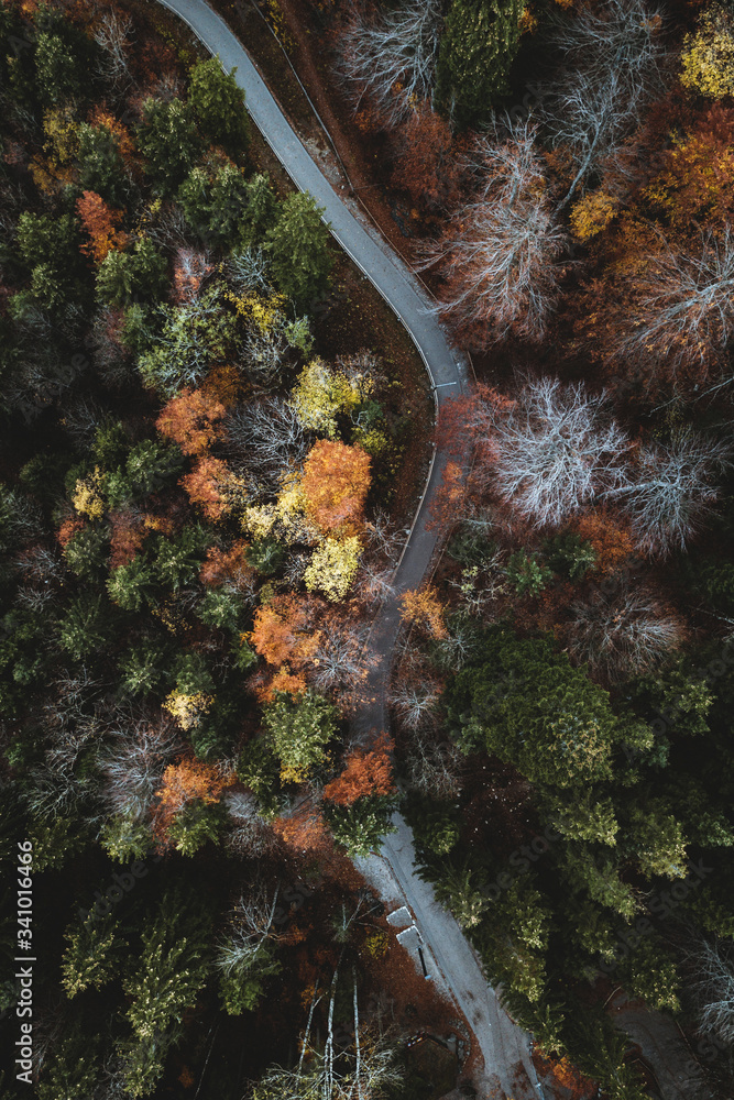 Autumn forest drone view