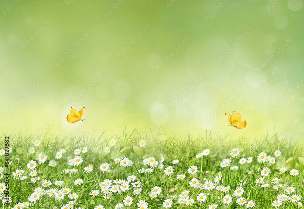 美丽的野花洋甘菊配黄色蝴蝶。春夏背景。全景观f