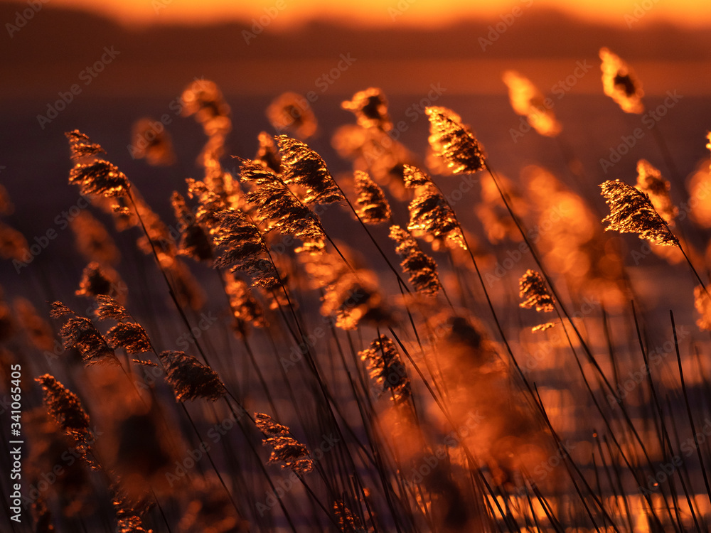 The reeds in the rays of the rising sun