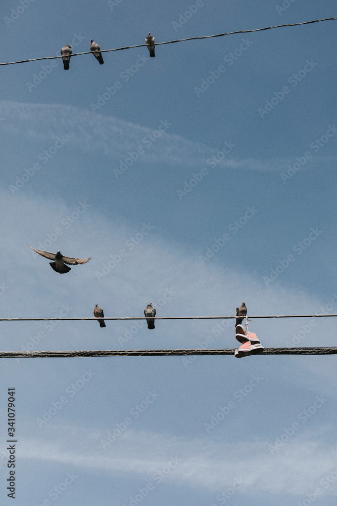 Doves haring their electricity line with a pair of pink shoes