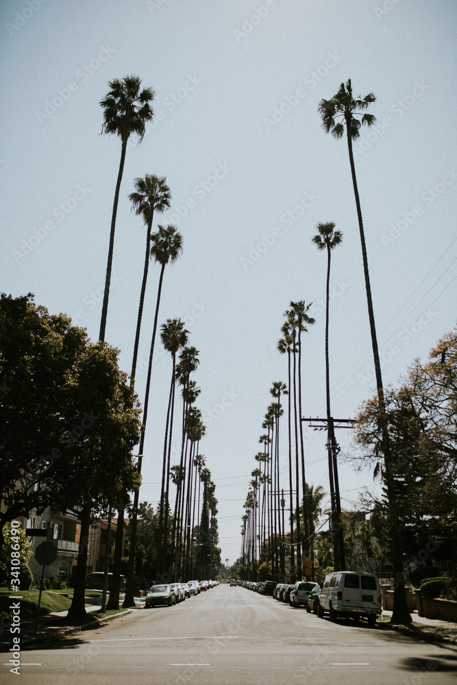 洛杉矶棕榈树林荫大道