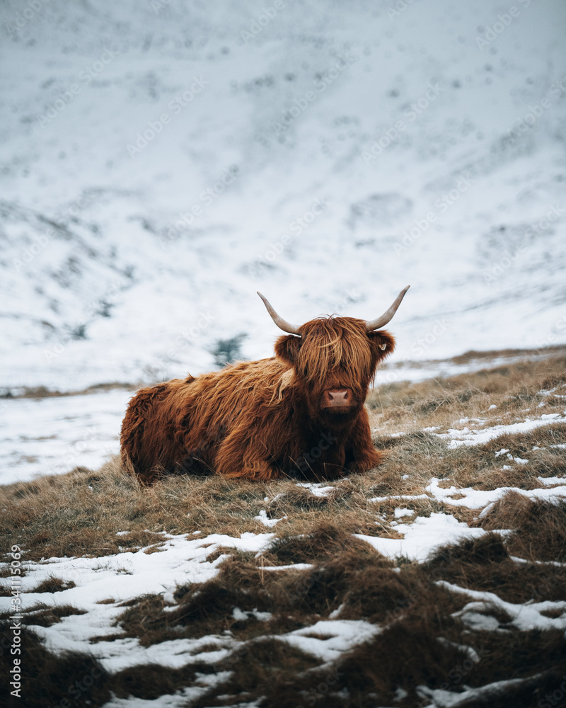 苏格兰高地公牛