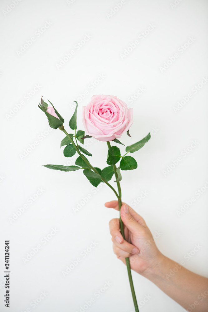 手拿一枝粉色玫瑰