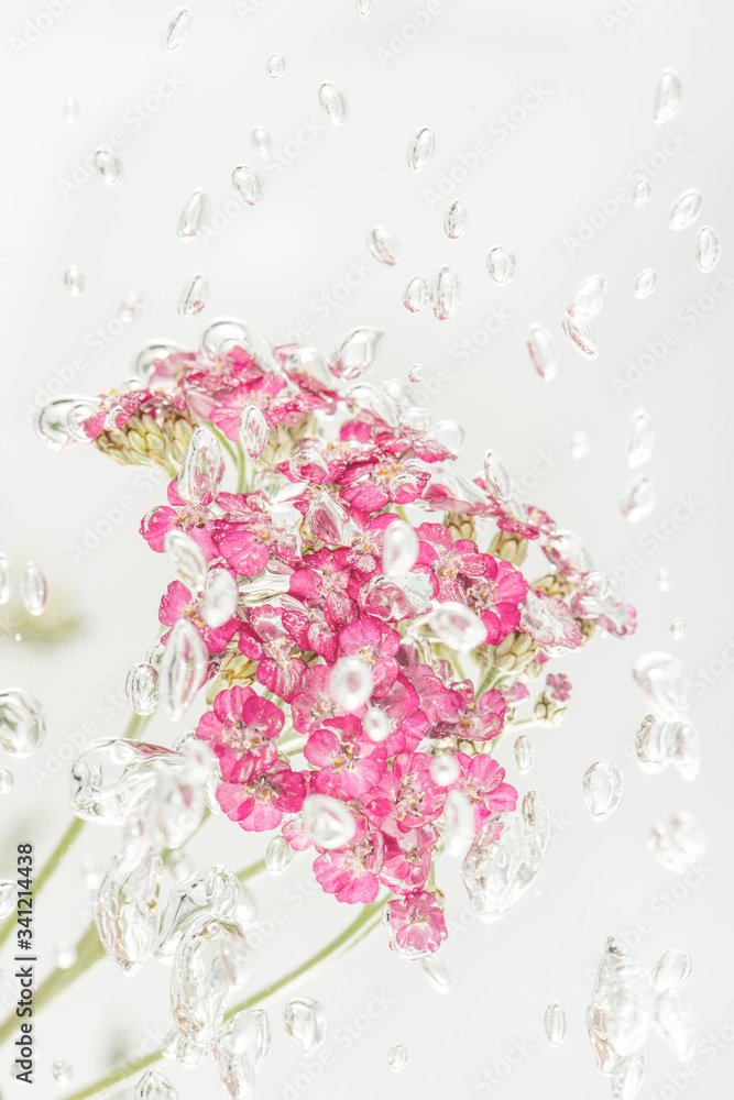 带气泡的粉色码花