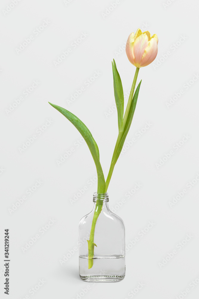 花瓶里盛开的郁金香