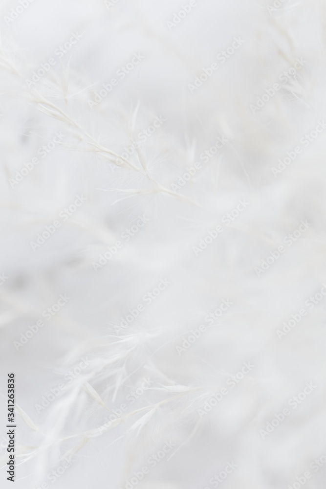 柔焦背景下的白色草花