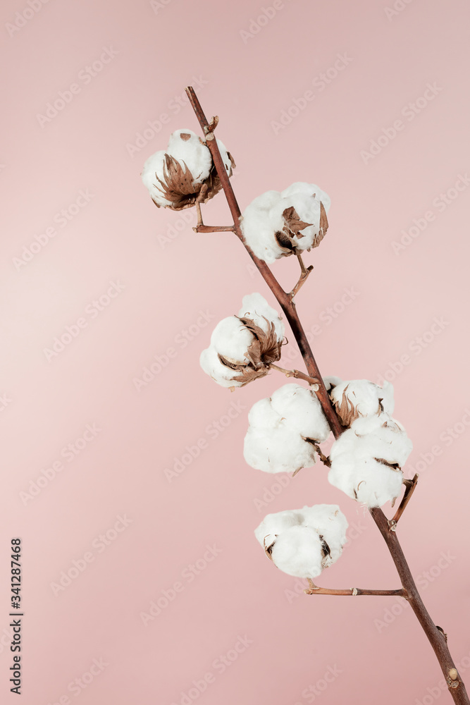 粉红色背景下分离的干燥天然棉枝条