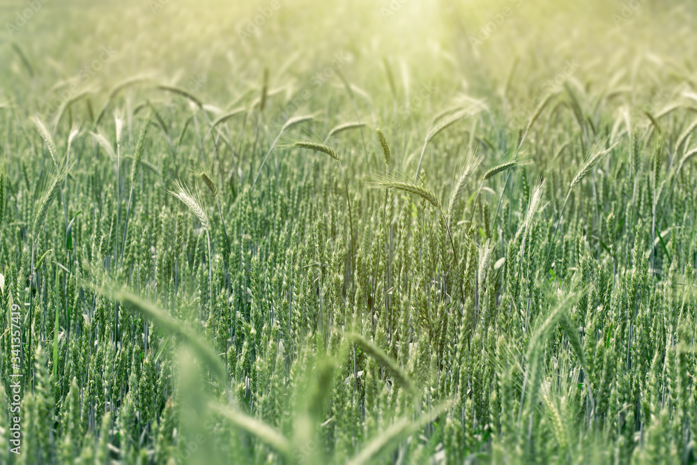 未熟小麦（麦田）-绿色麦田，农田