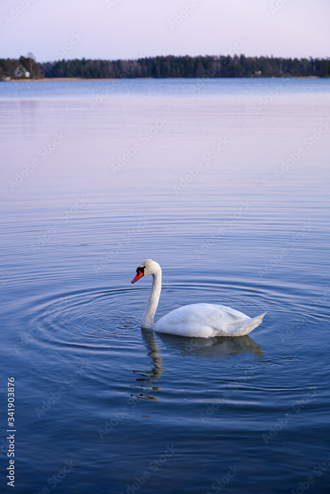 美丽的白天鹅在湖面上游动，水波潺潺，复制空间