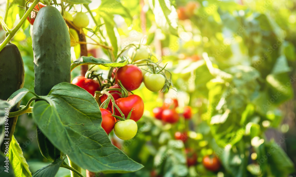 新鲜的一束红色成熟和未成熟的天然番茄生长在自制温室的树枝上。模糊