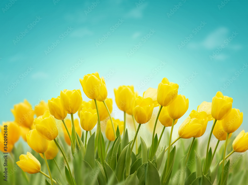 美丽的春天背景，蓝天上有黄色郁金香。春天或夏天的概念