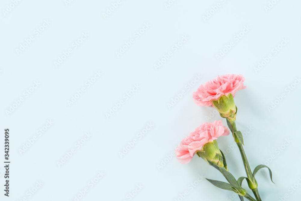 母亲节背景，康乃馨束-美丽的淡粉色花束，隔离在柔和的蓝色上