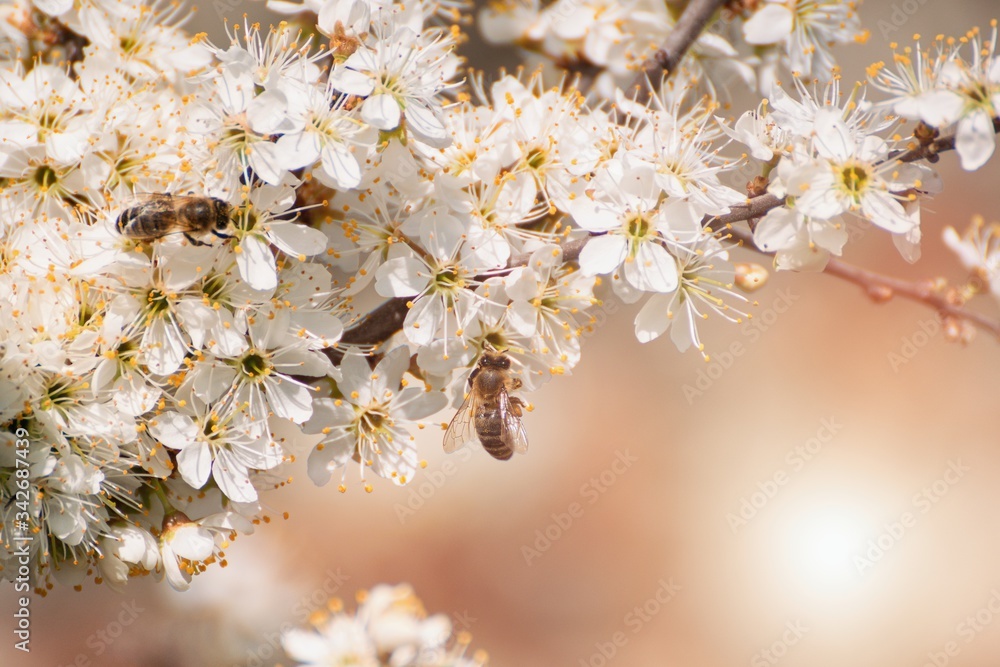 多刺李，被称为黑刺树或斯洛树，在春天开花，蜜蜂授粉