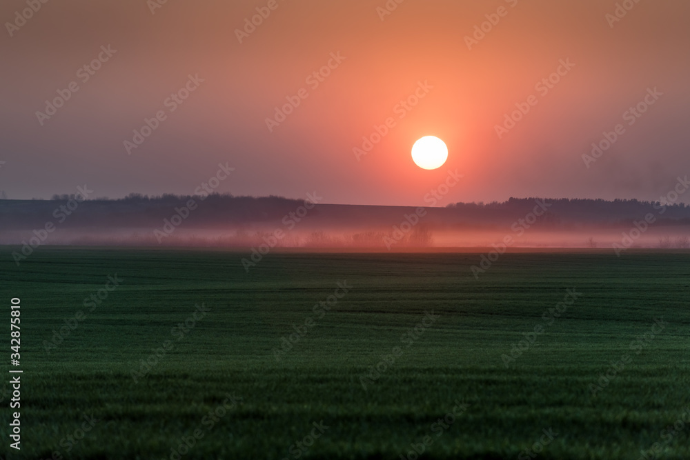 美丽的日落，红色的大太阳和春麦田上的晚雾。自然景观摄影