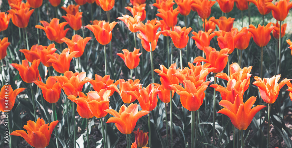 郁金香花园公园节在瑞士勒曼湖附近的摩根斯市举行春季美丽的花朵