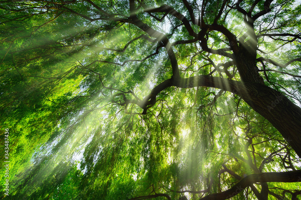 光线穿过一棵雄伟的绿树，飘来薄雾，美丽的蠕虫眼景观pe