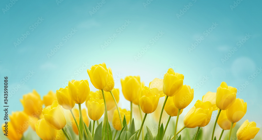 美丽的春天背景，蓝天上有黄色的郁金香。春天花园里生长着新鲜的郁金香。