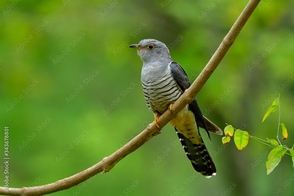 美丽的灰色和条纹腹鸟栖息在细绿色背景下的弯曲树枝上，喜马拉雅