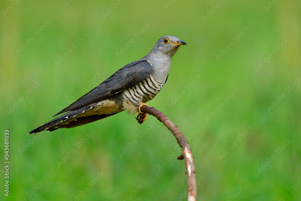 Himalayan cuckoo (Cuculus saturatus) lonely grey with stripe black and white belly bird perching on 